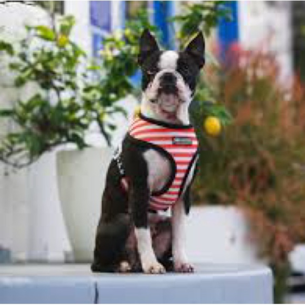 Outfits + Dog Harness Frenchie Pet Supply & 2 Adorable Outfits XL for small dog